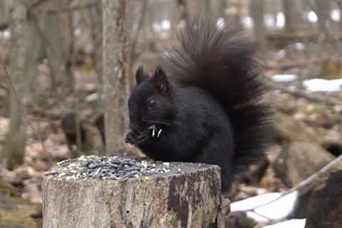 Black and Brown Squirrels in the Forest - 10 Hour Video for Pets - Apr 3, 2023