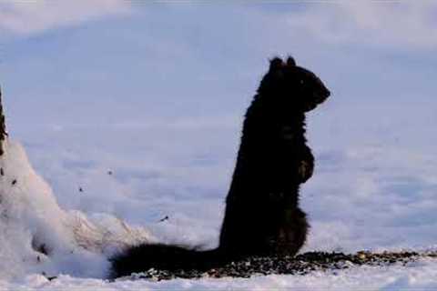 Birds and Black Squirrels in the Snow - 10 Hour Cat TV - Apr 04, 2023