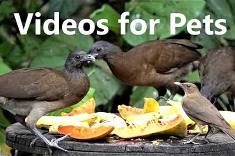 Exotic Birds Enjoying a Fruit Buffet - 10 Hour Video for Pets - Apr 05, 2023