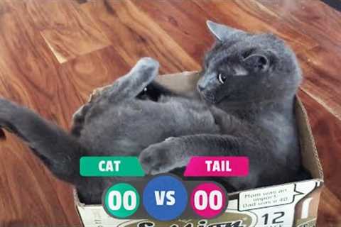 Crazy Cat Vs. Tail | Funniest Pets Of The Week