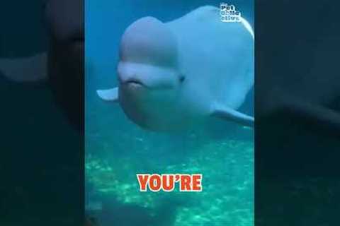 Funny Beluga Wants Out!!!