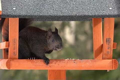 Saturday Morning Cartoons for Pets - Squirrels Invade the Bird Feeder - Apr 08, 2023