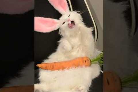 Funny Cat Transforms Into Easter Bunny! 🐰🥕