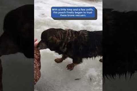 Scared Dog Rescued From Frozen River | Hero Of The Week 🐶🥰