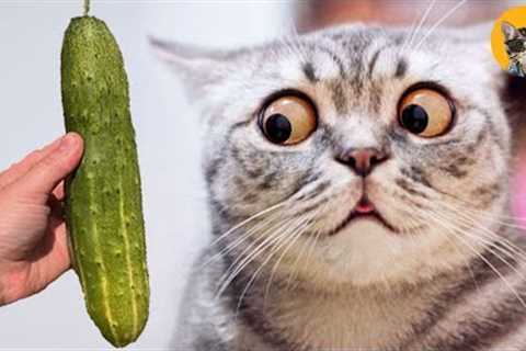 Cat Vs Cucumber- Funny Cat Reaction Videos 2021| Pets House