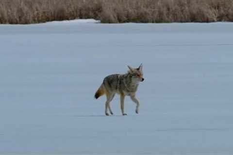 The Wolf and the Swans on an Icy Lake - 10 Hours - Apr 10, 2023