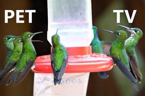 A Charm of Hummingbirds  - 10 Hour Video for Pets and People - Apr 12, 2023