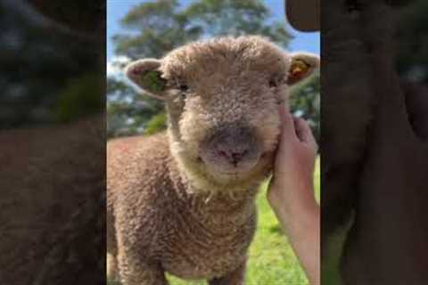 Adorable Baby Sheep Makes the CUTEST Face! 💕