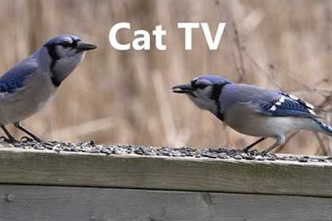 Birds on the Boardwalk - 10 Hour Video for Pets - Apr 13, 2023