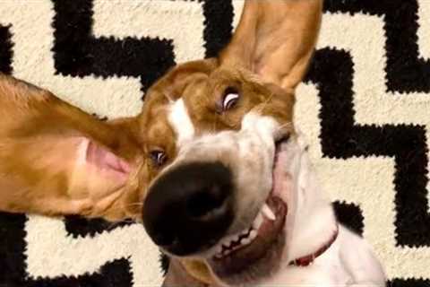 That's One Goofy Dog |  Funniest Pets Of The Week