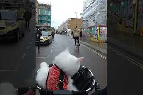 Cute Cat Enjoys a European Bike Trip!