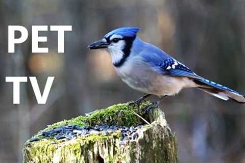 Forest Birds Feeding on a Stump - 10 Hours - Apr 14, 2023