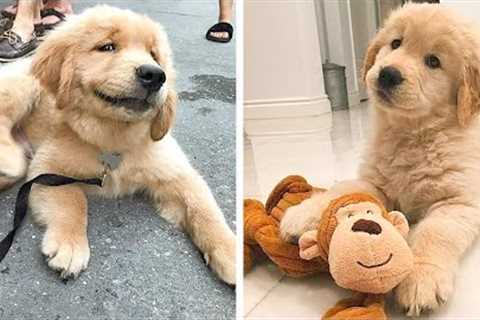 😍Cute & Funny Golden Puppies Videos That Are IMPOSSIBLE Not To Aww At💖🐶| Cutest Puppies