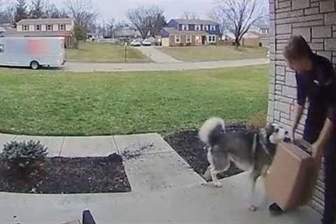 Husky SHOCKS Delivery Driver | FUNNIEST Pets Caught on Camera 🤣