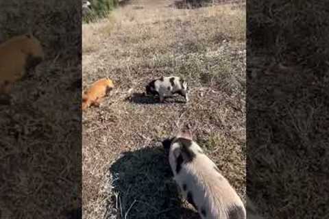 Funny Piglet Scratches Backend on Pet Parent!