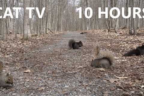 Squirrels on the Trail - 10 Hour CAT TV - Apr 17, 2023