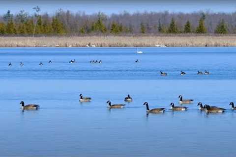 Ducks, Geese and Swans on a Beautiful Lake - 10 Hours - Apr 18, 2023