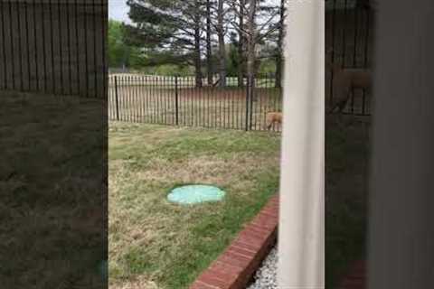 Sneaky Dog Escapes Through VERY Tight Fence