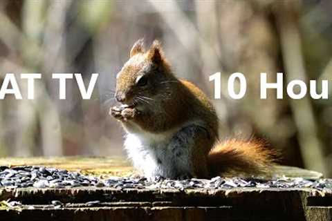 Red Squirrels and Birds in the Forest - 10 Hours - Apr 19, 2023