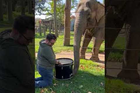 Adorable Elephant Learns to Play Drums! 🐘🥁