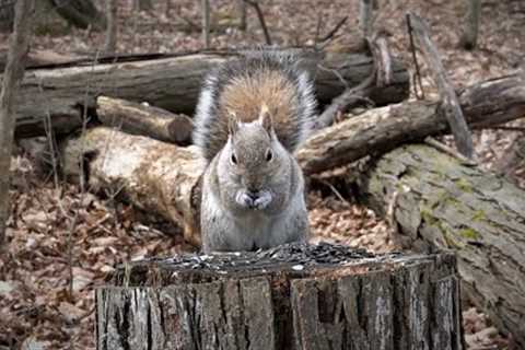 Squirrels and Birds in the Forest - 10 Hour CAT TV - Apr 26, 2023