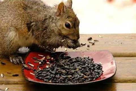 Backyard Squirrels Feeding on Sunflower Seeds - 10 Hour Video for Pets - Apr 28, 2023