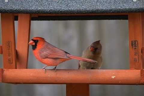 Sunday Morning Brunch for Cardinals and Squirrels - 10 Hours - Apr 30, 2023