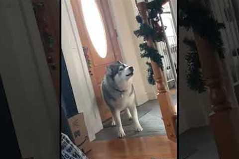 Funny Husky Auditions for The Voice! 🤣🎤🐶