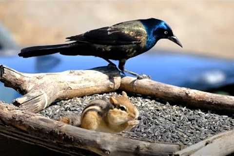 Chipmunks and Grackles at the Feeder - 10 Hours - May 01, 2023