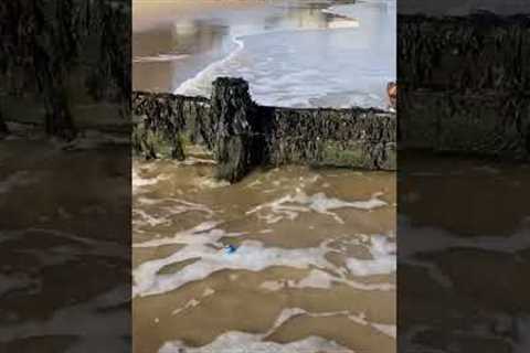 Funny Dog Plays Fetch with The Ocean