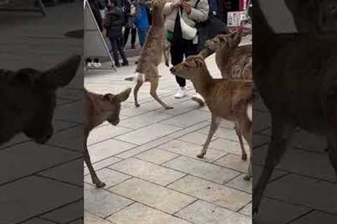 Hilarious Group of Hungry Deer Chase Woman in Japan!