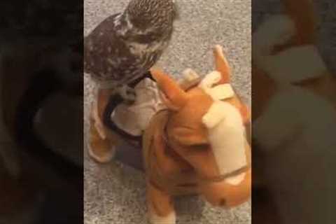 Cute Owl Becomes a Cowboy & Rides a Pony!