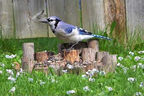 Black Squirrels and Blue Jays by the Flowers - 10 Hour CAT TV - May 03, 2023