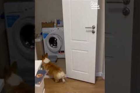 Hilarious Corig Plays Hide & Seek with Pet Parents