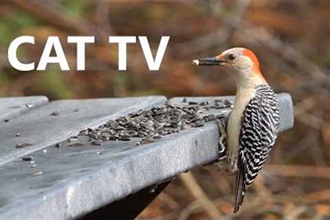 Red-bellied Woodpeckers, Red Squirrels and Friends in the Forest - 10 Hours - May 05, 2023