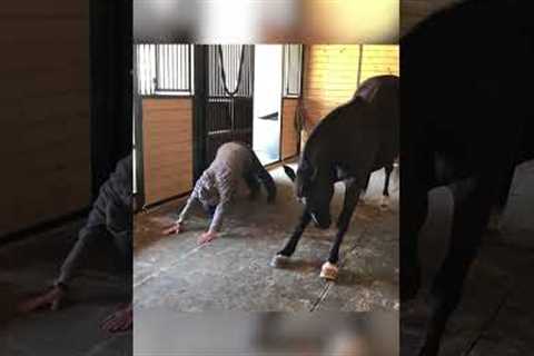 Hilarious Horse LOVES Doing Yoga!