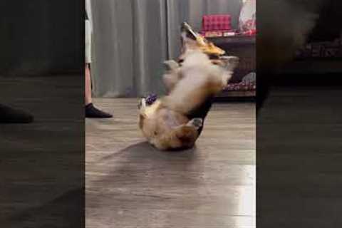 Corgi Does A Spin On The Floor