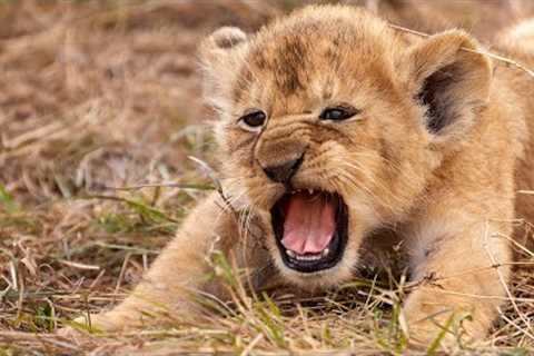 Most Funny and Cute Baby Tiger and Lion Videos