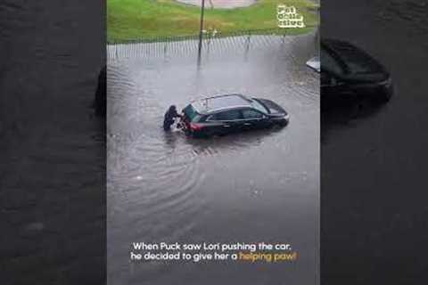 Superhero Pup Helps Pet Parent Push Card Out of Flood!