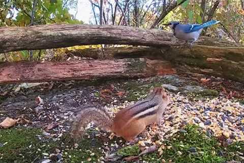 Sunday Morning Brunch for Blue Jays and Chipmunks - 10 Hour CAT TV - May 07, 2023