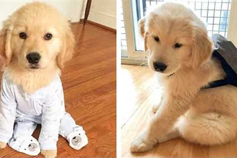 OMG CUTE GOLDEN PUPPIES Videos Compilation CUTEST Moment Of Babi Golden 🐶| Cute Puppies