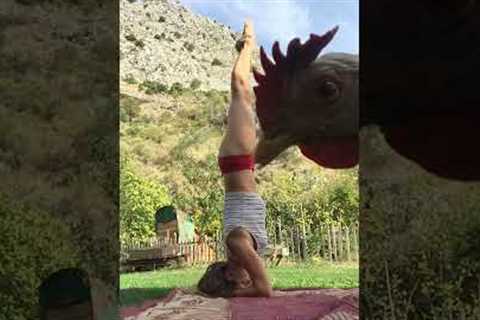 Funny Chicken Interrupts Woman's Yoga Session!