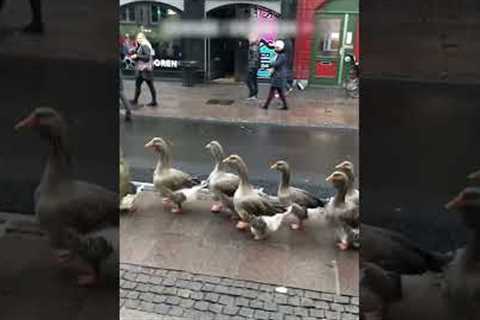 Funny Geese Lead Parade Through Streets of Denmark!