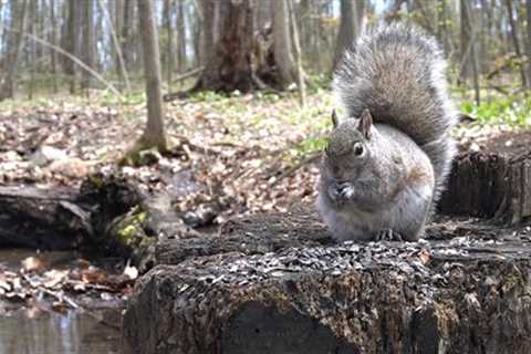 Squirrels Feeding by a Creek in the Forest - 10 Hour Video for Pets - May 09, 2023