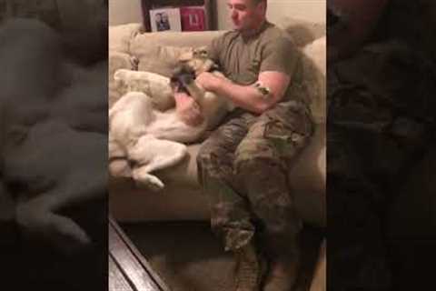 Adorable German Shepherd & Soldier Reunion Will MELT Your Heart!