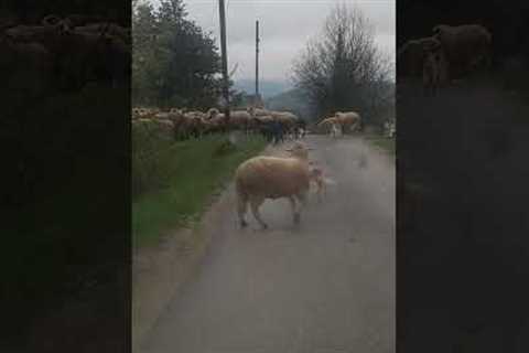 Mama Sheep Chases Shepherd Pup!