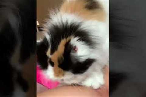 Hilarious Cat Gives Pet Parent Deep Tissue Massage!