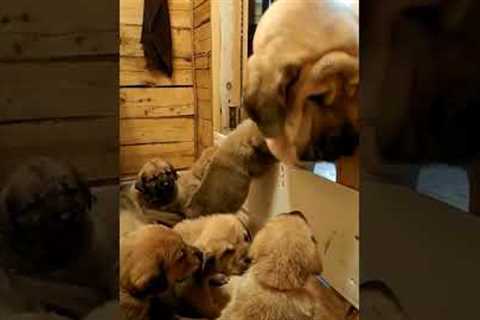 Mama Pup Gives Love To ADORABLE Puppies!