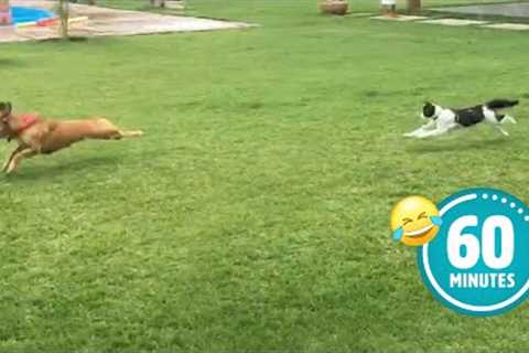 Hilarious Cat CHASES Dog 😯 | FUNNIEST Animals and Pets