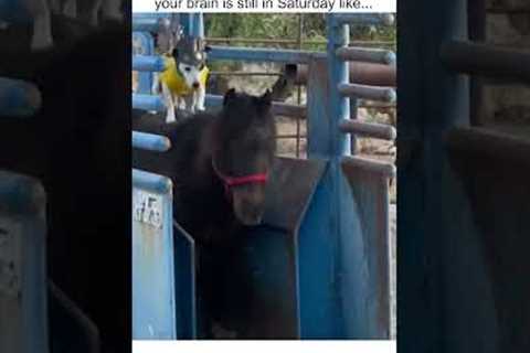 Hilarious Horse Riding Pup Takes Off at Derby!